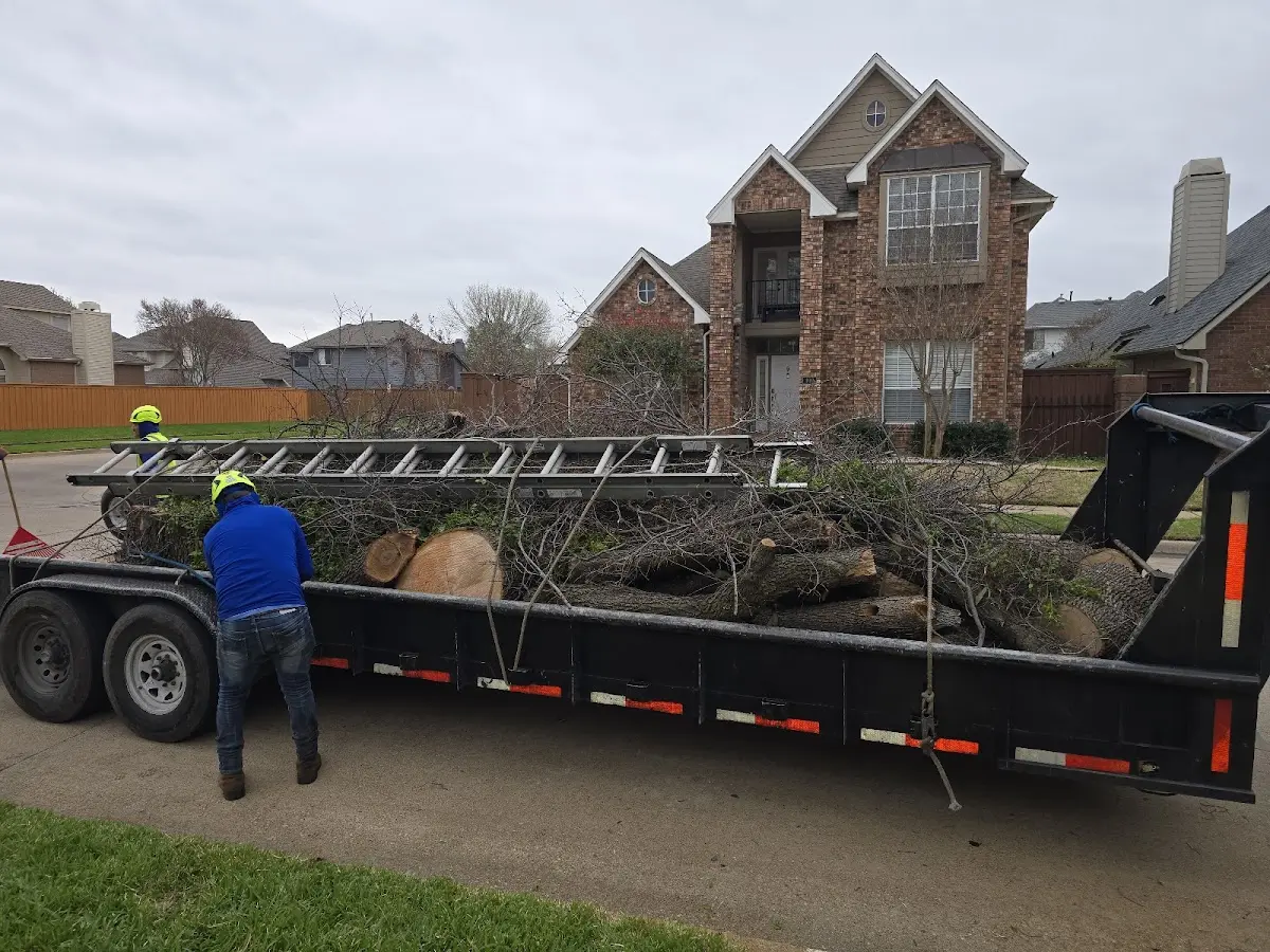 Expert Tree Pest Control with proper safety equipment in Leroy